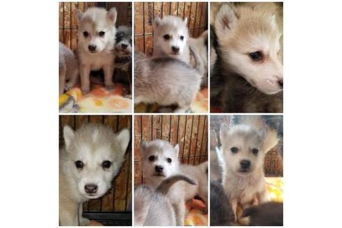 成約済の北海道のその他の犬種-45160の1枚目